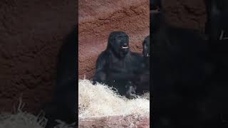 Gorilla Family Have Cheeky Playfight 🦍