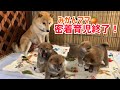 密着育児が終了した柴犬みかんママの子育て🍊