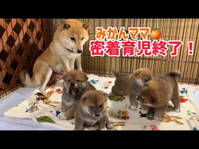 ば 柴犬 まつ