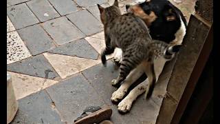 هل يمكن أن يكون هناك شيء اكثر لطافة من هذا الثنائي