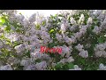 Весна. Сад цветёт. Насекомые работают.