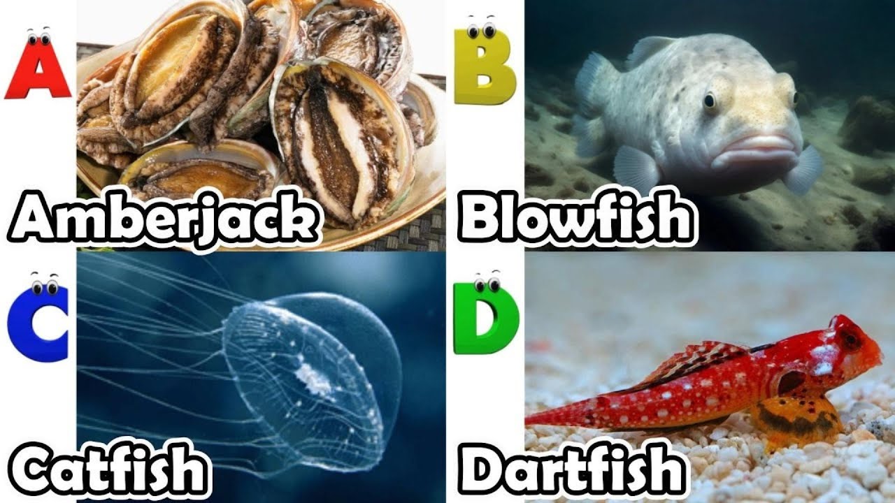 Alphabet Song with ocean Animals | ABC Learning Video for Preschool Kids | Koko Study Class