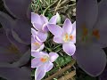 Первые весенние цветы в саду #воронеж #shorts #первоцветы
