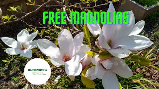 How to Propagate Magnolias For FREE From Cuttings