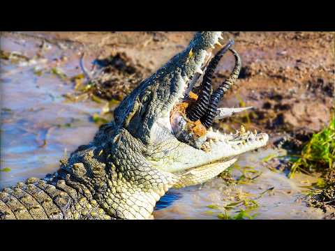 CROCODILE ATTACK: Why Animals Risk Death Every Year