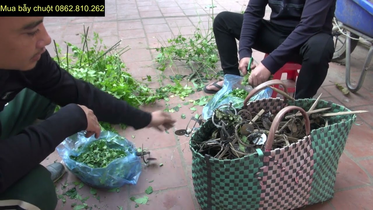 Chuẩn bị hạ bẫy chuột anh em