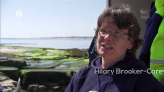 Saving Special Places: Coquet Island