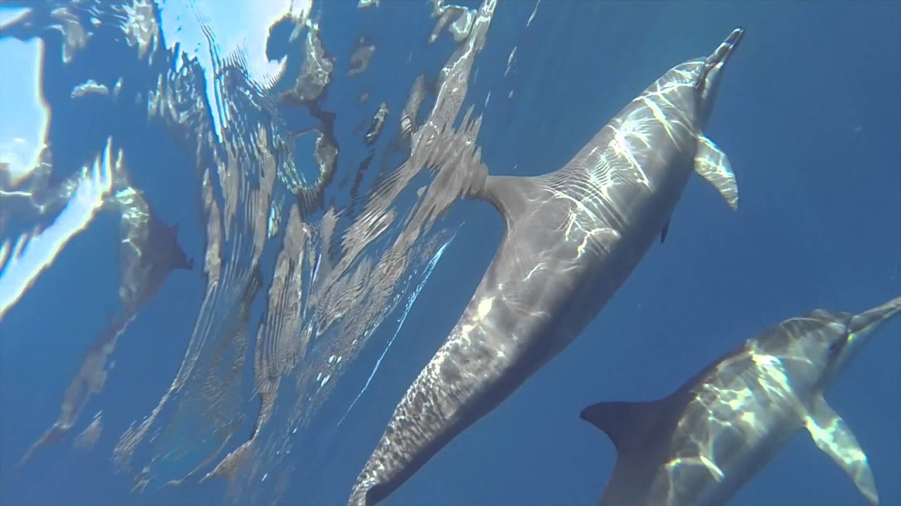 Swimming with dolphins 02 Hawaï Big Island 06/2014 YouTube