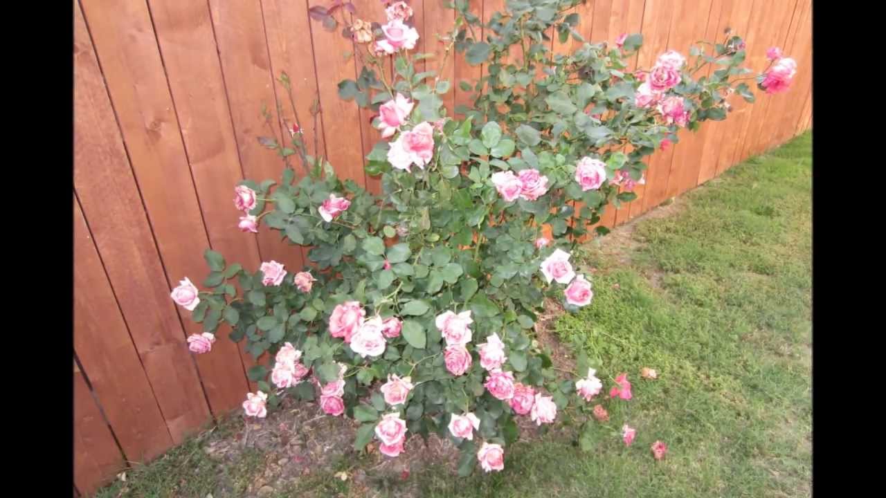 MORENO VALLEY HOMES FOR RENT MORENO VALLEY HOMES FOR LEASE 25439