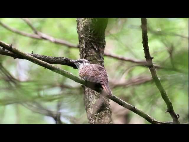 Mengenal Beberapa Jenis Burung Wiwik Atau Kedasih Yang Ada Di