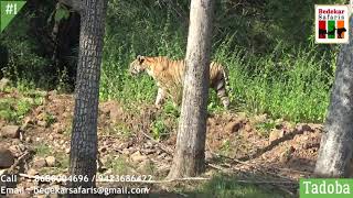 Bedekar Safaris, Nagpur, India
