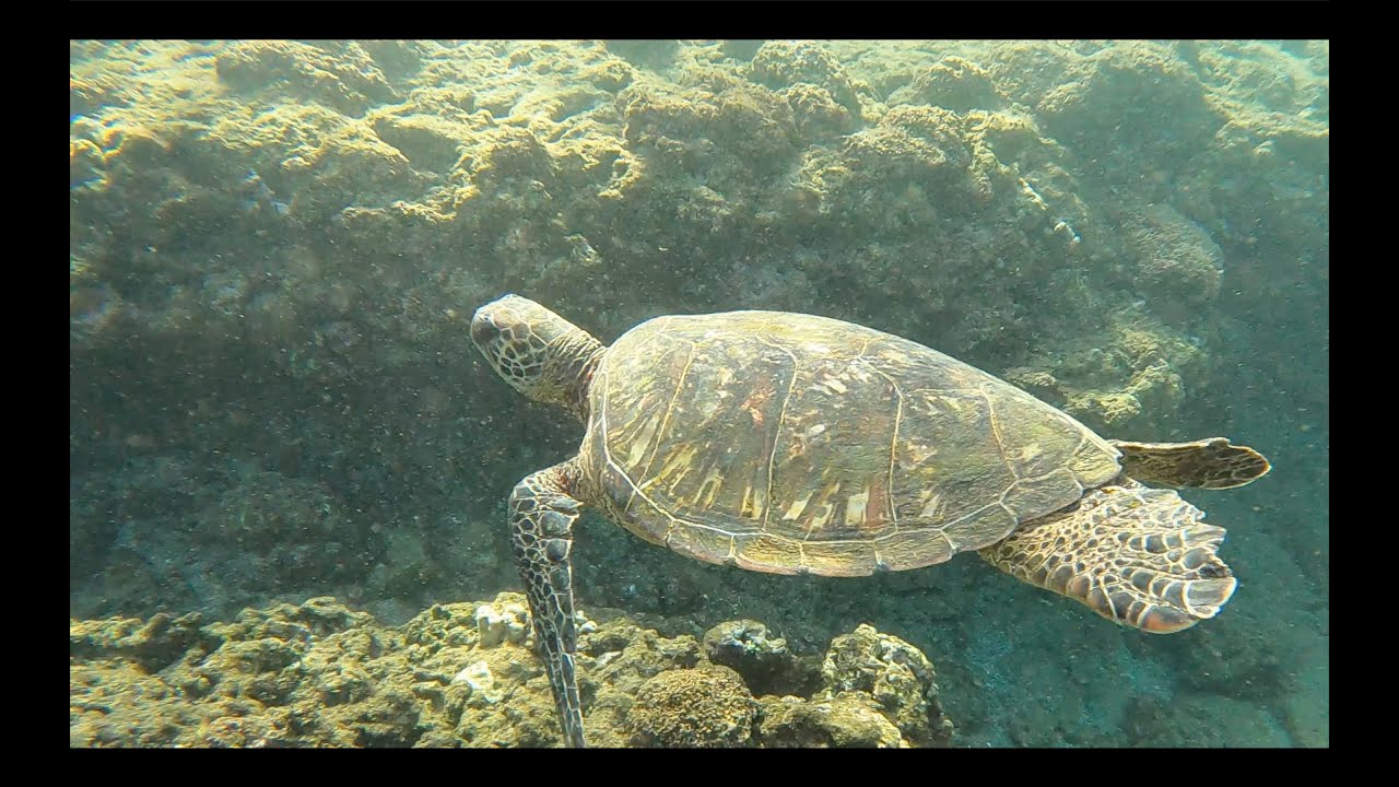 Honolua Bay Beach, Maui Snorkel Trip Ep 002 YouTube