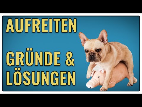 Video: 5 Gründe, warum Ihr Hund wirklich Bewegung braucht