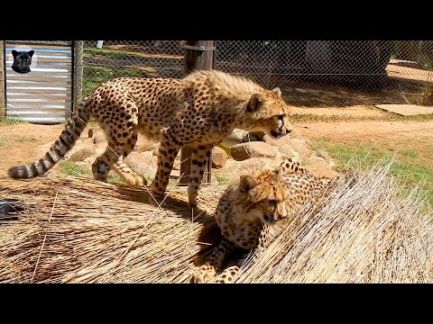 Cheetahs exploring straw