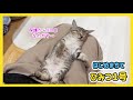 🔴【にこりら】たむたむ、がんばってるよライブ
