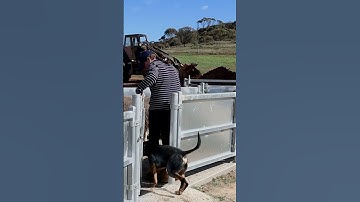 Easier sheep handling with these Commander yards🐑