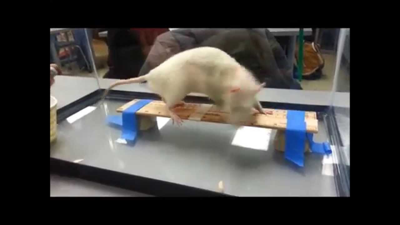 帰る ブレス ボア beam walk マウス 憲法 さらに ワンダー