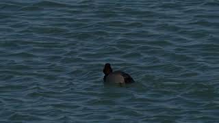 Two North American Redhead Ducks Swim And Dive In A Northern Usa Lake