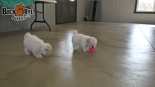 Adorable Maltese Puppies