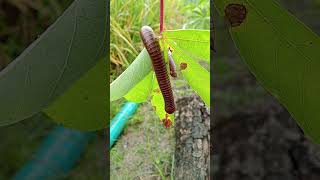 milipede hanging from a leaf #millipede #milipedes #kingmilipede
