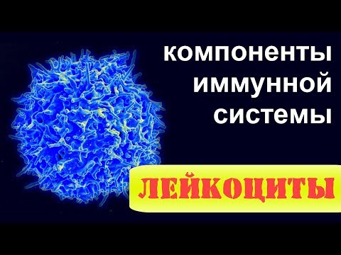 ЛЕЙКОЦИТЫ. Клетки иммунной системы. Основы иммунологии  и цитологии | ИММУННАЯ СИСТЕМА ЧЕЛОВЕКА