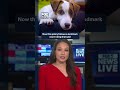 Are fur babies considered family? Lawmakers seem to think so | FOX 5 News