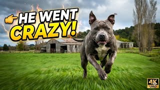 Dogs cute short stories video part 166 DOG TV Best Videos Anti-Anxiety 