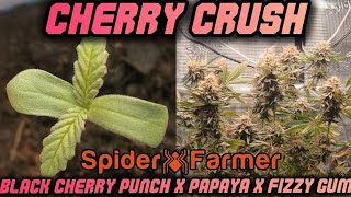 CHERRY CRUSH | VOM SAMEN BIS ZUR ERNTE | SPIDER FARMER SF1000 | HOMEGROW | LOW-STRESS-TRAINING | ...