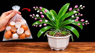 Just 1 Spoonful! Orchids Suddenly Grow Hundreds of Roots and Bloom!