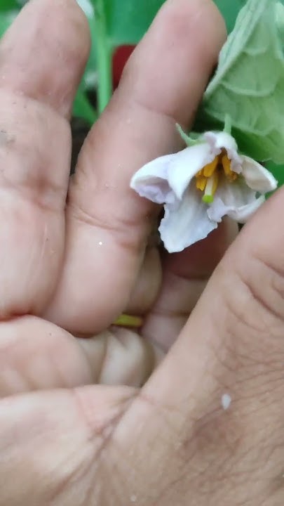 baarish-ke-baad-paudhe-ka-haal-behaal-control-leaf-eating-insects