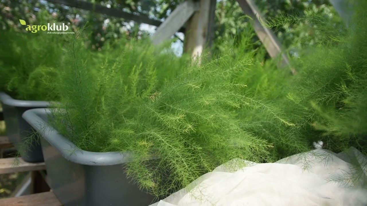 Proizvodnja špargle kao unosan posao u Srbiji?