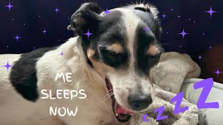 HOW TO CALM MY DOG | Black Screen Rain Sounds For Sleeping | Nature Sounds