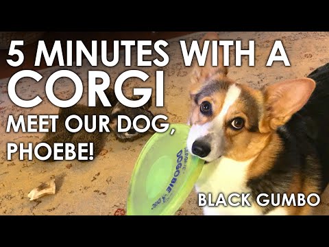 Meet Our Pembroke Welsh Corgi || Black Gumbo - YouTube