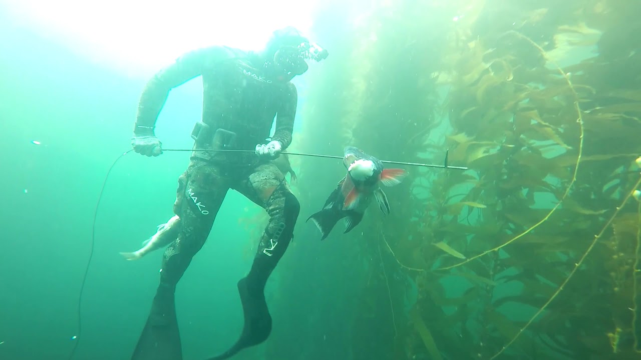 Southern California Spearfishing The Kelp Chronicles Part 2 YouTube