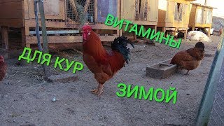 Витамины для кур ЗИМОЙ//Какие витамины нужны