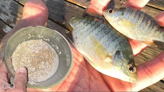 USING OATMEAL CHUM MIXTURE TO ATTRACT BAITFISH