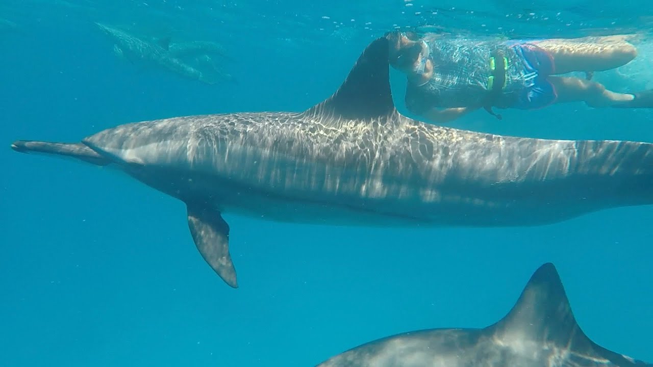 The Dolphins came back with all their friends!! 😯😁😁- #DayVlog33