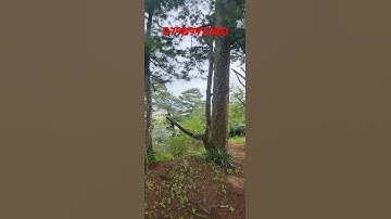 2000m2 4 tỉ mặt tiền quốc lộ 20 xã Xuân Thọ, Đà Lạt. 0798992080 p725125 #shorts