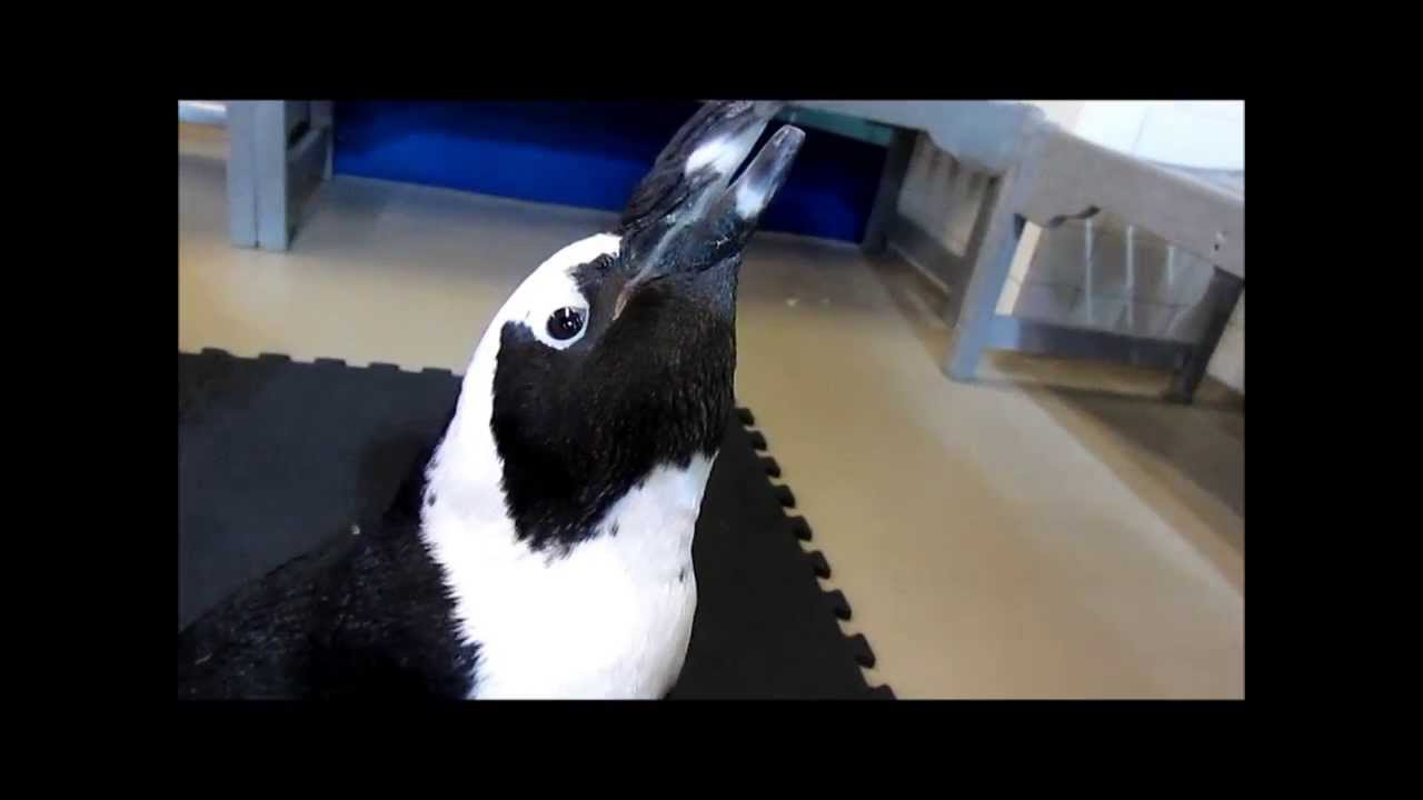 Cliff, the African Penguin at the Florida Aquarium! YouTube
