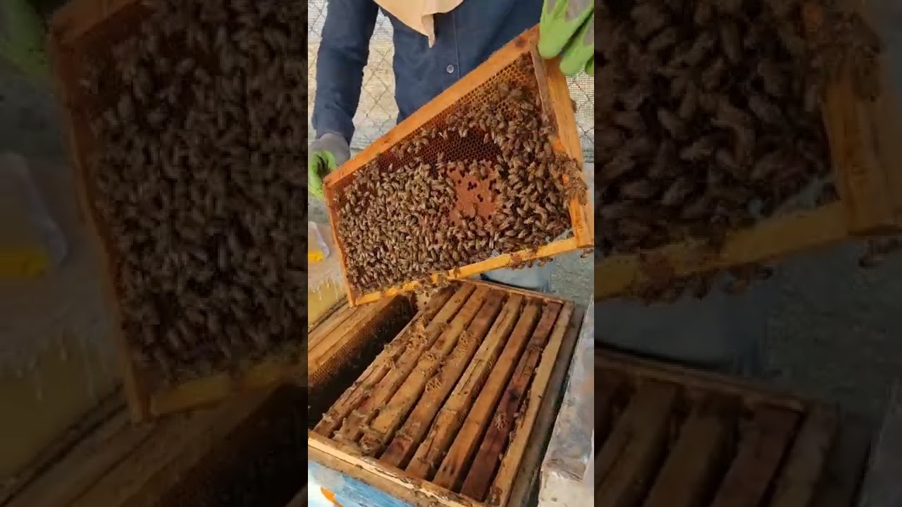 چۆن هەنگە لاوازەکانمان بەهێزبکەین لەکاتی پایز