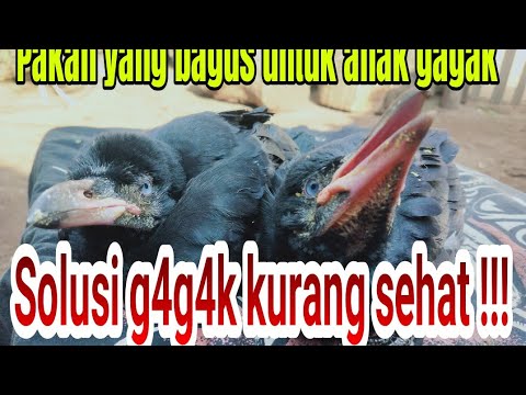 Video: Kamu punya anak burung gagak: tips merawat dan memberi makan