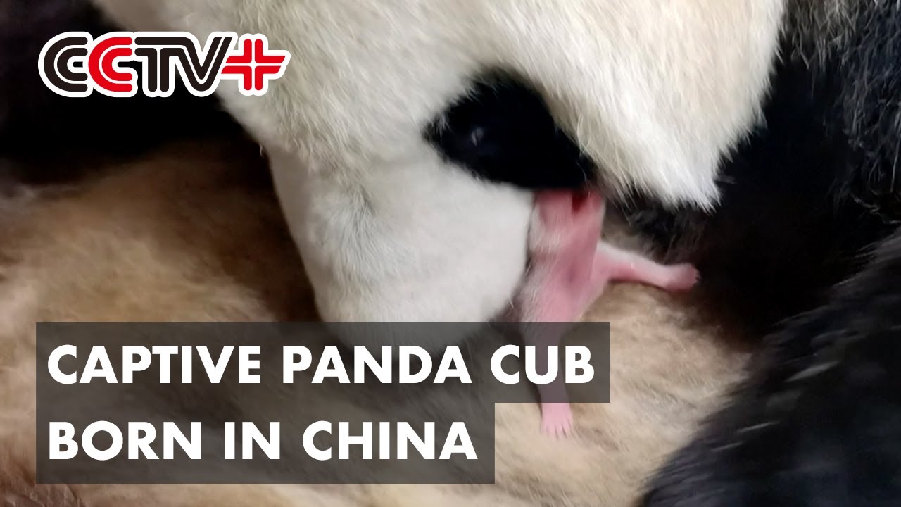 Captive Panda Cub Born in Northwest China