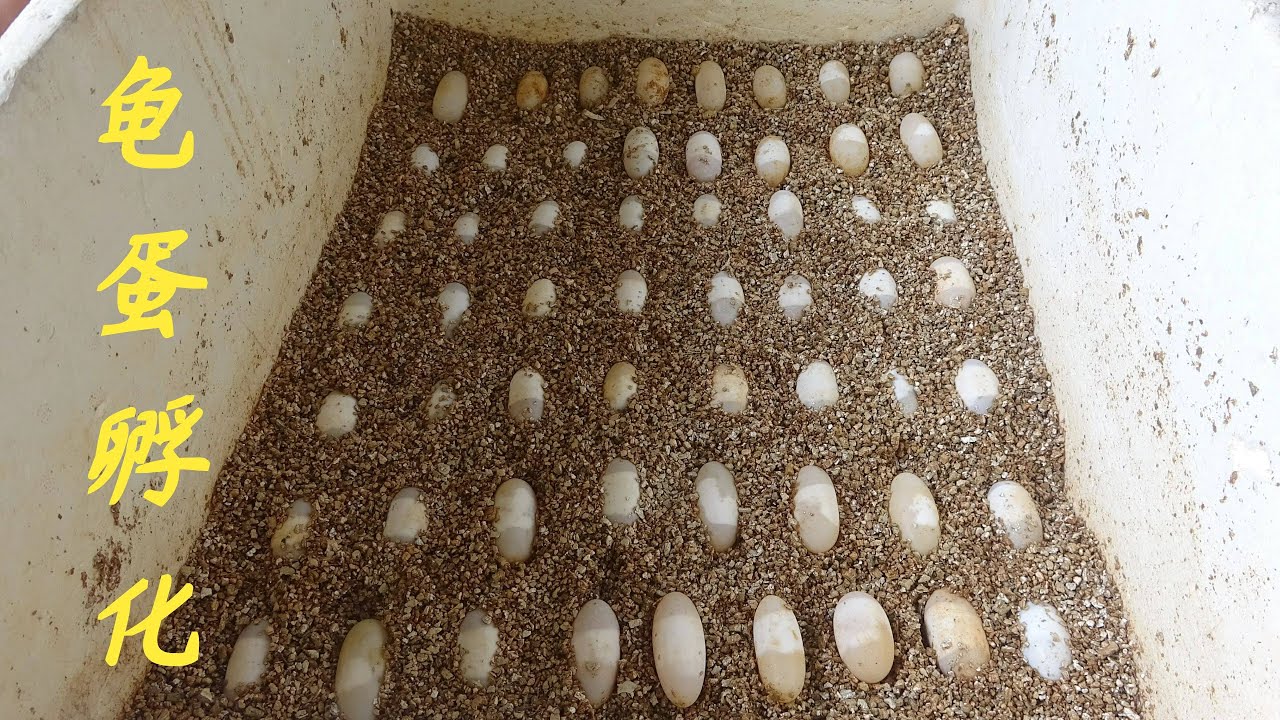 【老林赶野】老林乌龟每天都在产蛋，最近天天都挖乌龟蛋，挖得超过瘾