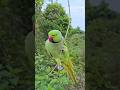 beautiful parrot 🦜#naturesounds #world of birds