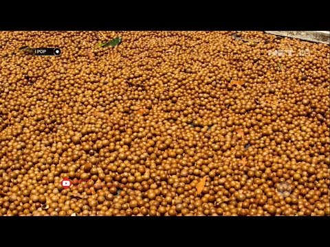 Proses Pembuatan Kacang Macadamia - IPOP