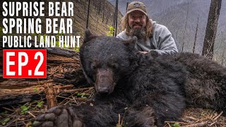 SURPRISE BEAR | BEAR HUNT 4K | EP 2 | PUBLIC LAND