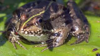 Winter Wonders: Why Do Frogs Hibernate?