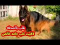 لاقيت كلب جامد خالص على الواتس عندى. ابره فى كوم قش