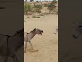 Animals donkey youtubeshorts viral janwar