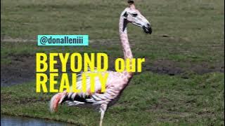Beyond Our Reality · Made by Don Allen Stevenson with Sora